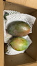 京鮮生 攀枝花凱特芒果 凈重8.5斤 帶箱9斤 單果400g+ 生鮮水果源頭直發(fā) 曬單實(shí)拍圖