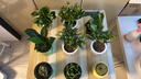 綠有意綠植盆栽多肉花卉盆栽植物室內(nèi)桌面水培綠植辦公室客廳植物懶人 3盆自選】植物和盆顏色請(qǐng)備注 曬單實(shí)拍圖