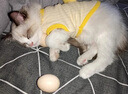 阿莫爾新生犬衣服滿月小狗BB服幼犬幼貓奶狗奶貓超小型棉背心寵物秋冬款 黃小雞 XS 曬單實拍圖