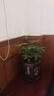 陽凈【陶瓷盆】發(fā)財樹盆栽他批室內(nèi)植物大棵客廳招財植物前臺綠植喬遷 【5年精品】S級三桿發(fā)財樹(原盆+招財?shù)跖? 曬單實拍圖