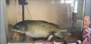 光GW威魚(yú)竿手竿大物竿龍神飛戟碳素超輕超硬19調湖庫鰱鳙臺釣竿巨物竿6.3m 大物版+竿稍+竿包其他 曬單實(shí)拍圖