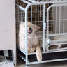 米聆寵物浴袍狗狗吸水毛巾中大型犬柴犬柯基狗狗柔軟速干毛巾衣服浴衣 灰白條紋M（建議體重30-60斤） 曬單實拍圖