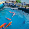 雨虹防水魚(yú)池防水涂料水池防水膠漏水裂縫補漏王長(cháng)期泡水補漏專(zhuān)用材料5kg 曬單實(shí)拍圖