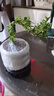 八芽懸崖六月雪盆栽金邊老樁彎枝造型中式禪意盆景客廳桌面好養(yǎng)綠植 六月雪-PVC小甜甜圈盆-密胺托盤 帶盆栽好 曬單實(shí)拍圖