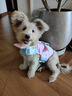 TOUCHDOG寵物狗狗游泳衣救生衣夏海邊泳池戶外安全牽引大中小型犬 粉色【升級(jí)款】 S碼 【建議8-15斤】 曬單實(shí)拍圖