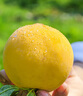京覓黃桃水果蒙陰桃子新鮮黃金蜜桃 凈重4.5斤 單果120g起 源頭直發(fā) 曬單實拍圖