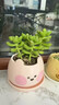 OEMG日式多肉花盆帶托盤(pán)加厚圓形塑料花盆家用辦公室仙人球專(zhuān)用小盆栽 粉色小兔盆栽1個(gè) 曬單實(shí)拍圖