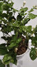 茉莉花苗盆栽帶花苞九里香老樁驅蚊花卉植物室內濃香四季開(kāi)花好養 大份茉莉花【4-6顆】花苞飽滿(mǎn) 不含盆 曬單實(shí)拍圖