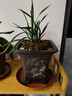 春蘭老種大富貴荷瓣名品蘭花帶花苞矮種植物陽(yáng)臺(tái)室內(nèi)盆栽蘭草苗 不含盆 【包對(duì)版】老種大富貴4苗【關(guān)注 曬單實(shí)拍圖