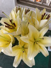 花句百合鮮花基地直發(fā)香水百合鮮切花真花重瓣百合混搭花束 黃百合【10朵花苞】 任選2件起升級順豐/京東 曬單實(shí)拍圖