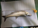 野營(yíng)者29升帶輪防刮釣箱全套新款多功能釣魚(yú)箱魚(yú)桶垂釣保溫臺(tái)釣箱 29L 無(wú)輪單炮臺(tái)【雙軌道標(biāo)準(zhǔn)款+方盒+支架】 曬單實(shí)拍圖