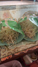 【粵菜鮮】綠豆芽300g 曬單實(shí)拍圖
