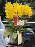 Only you【兩小時(shí)達】蝴蝶蘭帶花苞花劍花盆真花蘭花盆栽開(kāi)業(yè)教師節禮物 8株紫色（瓷盆隨機） 曬單實(shí)拍圖