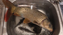 富源百川317二代綜合魚(yú)竿鯽魚(yú)竿鯉魚(yú)臺釣手桿釣魚(yú)桿碳素超輕超硬魚(yú)桿4.5m 曬單實(shí)拍圖