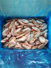 美加佳頭籽熟凍北極甜蝦凈重3斤 90/120規(guī)格 頭籽率95% 熟凍甜蝦 曬單實拍圖
