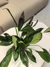 大號紅掌高30-40cm 鴻運當頭室內花盆栽客廳辦公室開(kāi)花類(lèi)四季好養 【玻璃儲水盆】白掌+紅掌 高45起 30-40cm 曬單實(shí)拍圖