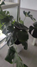 植男植女老樁龜背竹大盆栽客廳室內(nèi)大型植物真綠植辦公室新房好養(yǎng)源頭直發(fā) 曬單實(shí)拍圖