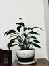 【熱銷(xiāo)款】白掌一帆風(fēng)順盆栽水培植物室內花綠植紅掌發(fā)財樹(shù)吸甲醛 特級白掌10-12株帶花【基地原盆原土】 曬單實(shí)拍圖