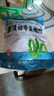 裙帶菜 鮮海帶非干貨海帶嫩苗兒童海菜海白菜海藻菜涼拌 裙帶菜嫩葉250g 曬單實(shí)拍圖
