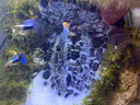 萌嘟星寵魚(yú)缸造景發(fā)泡膠沉木色水族箱泡沫膠假山裝飾雕刻雨林缸泡沫900g 曬單實(shí)拍圖