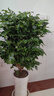 獨桿幸福樹(shù)叢生客廳室內好養花盆景綠植辦公室吸甲醛四季常青植物 精品叢生幸福樹(shù)高80-90厘米（原土盆 帶盆栽好 曬單實(shí)拍圖