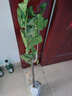 嫁接板栗樹(shù)苗南方北方種植果樹(shù)早熟晚熟板栗當年結果特大板栗樹(shù)苗 農大一號\當年結果苗 81cm(含)-110cm(含) 曬單實(shí)拍圖