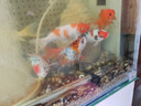 臺灣純種普身蝴蝶鯉觀(guān)賞魚(yú)冷水魚(yú)大鰭大尾冷水魚(yú)好養耐活包郵包活 （貴妃普身）黑白黃紅15-20公分各1條 曬單實(shí)拍圖