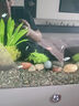 魚缸清洗神器魚缸水質(zhì)凈化劑魚缸凈水劑50年不換水去綠去黃水神器 一瓶裝【150ml】魚缸水質(zhì)凈化劑 曬單實(shí)拍圖