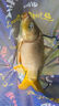 西部風(fēng)打窩料800克野釣餌料顆粒魚(yú)餌草魚(yú)鯉魚(yú)窩料  玉米 曬單實(shí)拍圖