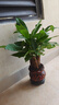 發(fā)財(cái)樹盆栽室內(nèi)植物客廳吸甲醛好養(yǎng)小盆景四季常青辦公室花卉綠植 3桿發(fā)財(cái)樹+高端財(cái)字盆+肥料【高20-25cm】 曬單實(shí)拍圖