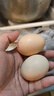 九華糧品 A+級有機富硒土雞蛋20枚凈重1.68斤 散養草雞蛋鮮雞蛋  禮盒 曬單實(shí)拍圖