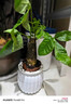 【帶盆高度約15-25cm】特價發(fā)財樹盆栽室內(nèi)植物客廳自吸水好養(yǎng) 單桿發(fā)財樹+白南瓜自吸水盆 花盆直徑約10cm 曬單實拍圖