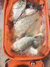 升級洛陽(yáng)球球釣組線(xiàn)組套裝球形浮漂路亞浮釣草魚(yú)滑漂逗釣浮球魚(yú)漂 球漂套裝【5黃+5紅】10克橄欖鉛 12號【直徑36mm】 曬單實(shí)拍圖