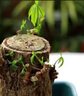 生根液快速發(fā)根生根粉壯苗劑植物移栽嫁接成活大樹移栽生果樹專用 1包【大樹生根】 曬單實(shí)拍圖
