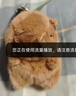 伊美娃娃卡皮巴拉公仔書(shū)包掛件玩偶背包掛飾鑰匙扣毛絨包包掛件教師節禮物 曬單實(shí)拍圖