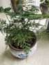 文竹盆景植物 室內綠色盆栽桌面吸甲醛凈化空氣觀(guān)葉花卉綠植 大文竹5年苗【2盆】 不含盆 曬單實(shí)拍圖
