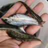 四川金沙鱸鯉魚苗鱸魚苗淡水魚苗觀賞魚養(yǎng)殖食用大花魚花魚名貴大 金沙鱸鯉5-7厘米 5條 曬單實拍圖