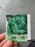 四季食用紫蘇種子薄荷種子細葉苦苣種子家庭四季陽(yáng)臺種植盆栽驅蚊 驅蚊食用薄荷家庭種約3000粒3包 曬單實(shí)拍圖