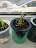 綠有意綠植盆栽多肉花卉盆栽植物室內(nèi)桌面水培綠植辦公室客廳植物懶人 3盆自選】植物和盆顏色請(qǐng)備注 曬單實(shí)拍圖