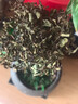 小葉赤楠盆景老樁盆栽植物辦公室室內花卉桌面四季常青好養綠植 小葉赤楠+舍得盆+苔蘚+底座 曬單實(shí)拍圖