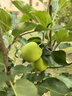 GUO LIAN國聯(lián) 國產(chǎn)鹽凍大蝦 無(wú)冰凈重3斤 特大號45-60只 白對蝦中秋海鮮 曬單實(shí)拍圖