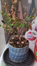 紫薇花盆栽植物樹(shù)室內陽(yáng)臺庭院觀(guān)花四季好養百日紅耐熱老樁樹(shù)苗 紫薇花無(wú)盆 曬單實(shí)拍圖