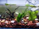 吉印刀鋒s魚(yú)缸燈led燈防水全光譜魚(yú)缸照明燈水草燈小型超白魚(yú)燈56cm 曬單實(shí)拍圖