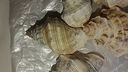 天然精品海螺荔枝螺魚(yú)缸造景diy材料漂流瓶材料家居裝飾擺件禮物 荔枝螺2-4cm【3個(gè)裝】 實(shí)際發(fā)貨數量以規格為準 曬單實(shí)拍圖