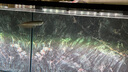 馬印銀龍魚(yú)活體大中型熱帶觀(guān)賞魚(yú)魚(yú)缸寵物淡水風(fēng)水魚(yú)發(fā)財魚(yú)金龍魚(yú) 純血七彩銀龍魚(yú)14-15cm 1條  包活到家 曬單實(shí)拍圖