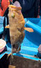 伊酷達（ECOODA）暮刃輕型船釣竿 實心竿稍近海船竿 黑黃鱸魚海釣小船竿底釣拉流竿 30號1.85米直柄（負(fù)荷20-80#） 曬單實拍圖