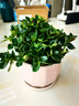 四季常青金魚花吊蘭盆栽室內(nèi)綠植花卉多肉植物發(fā)財樹好養(yǎng)易活客廳 金魚吊蘭【整盆20-30顆】原盆土 曬單實拍圖