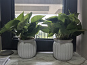 【綠蘿盆栽帶精致南瓜儲水盆】吸甲醛凈化空氣水培綠植物花卉好養 【爆款2盆】綠蘿+白色南瓜盆自吸水 整體含盆高度20-25cm 曬單實(shí)拍圖