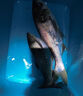 禧瑪諾（SHIMANO）進口臺釣竿碳釬維超輕硬野釣休閑黑坑手竿大物竿綜合竿十大品牌 6.3m GLR輕量款-160克 曬單實拍圖