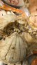 梭子蟹鮮活特大野生舟山大螃蟹海鮮新鮮冷凍海蟹水產(chǎn)飛蟹白蟹 【大號梭子蟹】7-9兩/只凈重5斤 曬單實(shí)拍圖